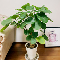 現品］フィカス ウンベラータ 8号 極太 観葉植物 室内 大型 ゴムの木