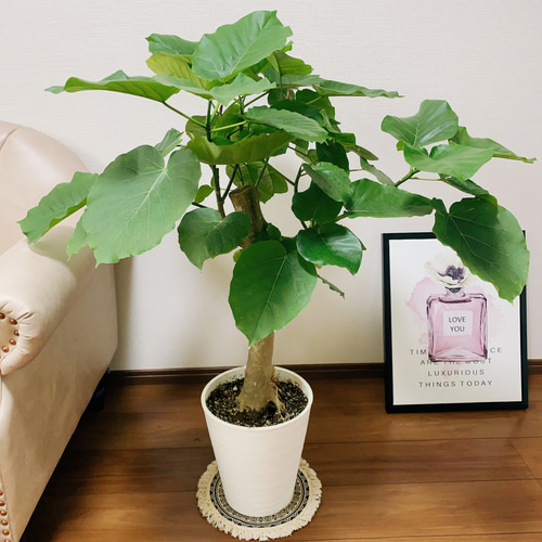 フィカス ウンベラータ ゴムの木 観葉植物 陶器鉢 おしゃれ 美品 限定 フィカス ウンベラータ ゴムの木 観葉植物 陶器鉢 おしゃれ 美品
