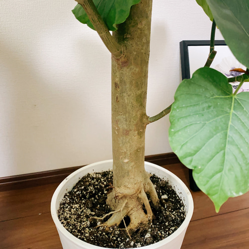 【幹太め♥】フィカス ウンベラータ ゴムの木 フィカス ウンベラータ ゴムの木の仲間【中型 観葉植物 8号鉢／1