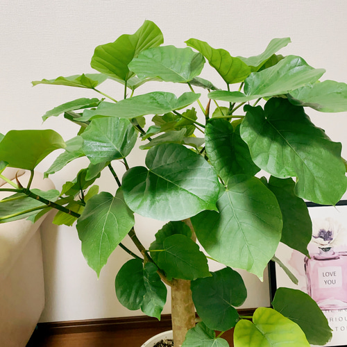 現品］フィカス ウンベラータ 8号 極太 観葉植物 室内 大型 ゴムの木