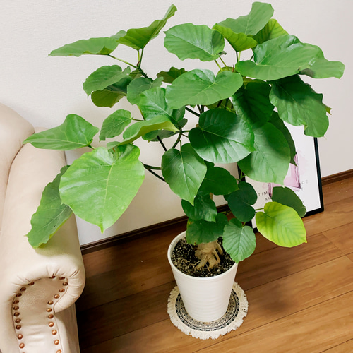 現品］フィカス ウンベラータ 8号 極太 観葉植物 室内 大型 ゴム