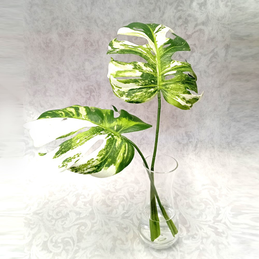 斑入りモンステラ フェイクグリーン 水替え不要 インテリア アーティシャルフラワー マジカルウォーター