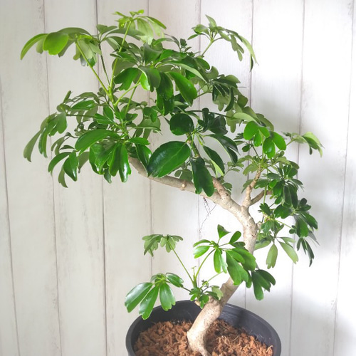 現品】シェフレラ・レナータ曲がり 観葉植物 樹形綺麗 高さ77