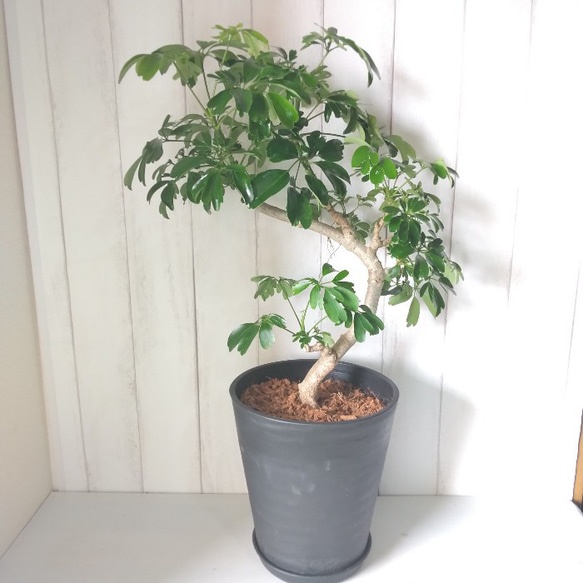 現品】シェフレラ・レナータ曲がり 観葉植物 樹形綺麗 高さ77