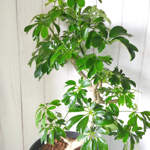 現品】シェフレラ・レナータ曲がり 観葉植物 樹形綺麗 高さ77