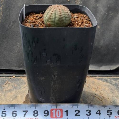 レア多肉植物シリーズ・ユーフォルビア・オベサ(実生苗)inわけけ