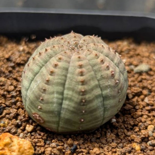 レア多肉植物シリーズ・ユーフォルビア・オベサ(実生苗)inわけけ