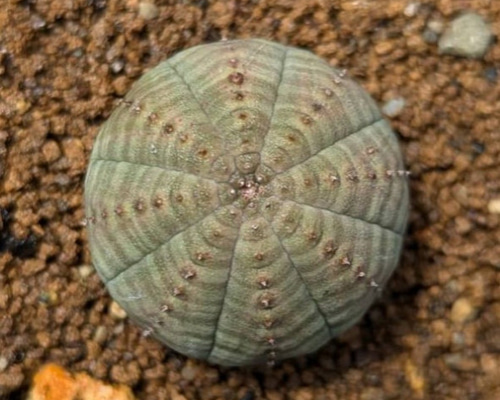 レア多肉植物シリーズ・ユーフォルビア・オベサ(実生苗)inわけけ