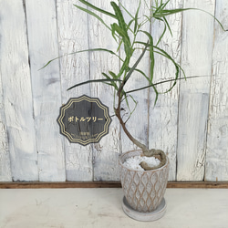 ボトルツリー○観葉植物