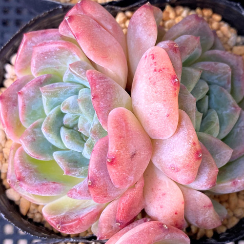 SALE】シードリーム 双頭 エケベリア カット苗 韓国苗 多肉植物 多肉