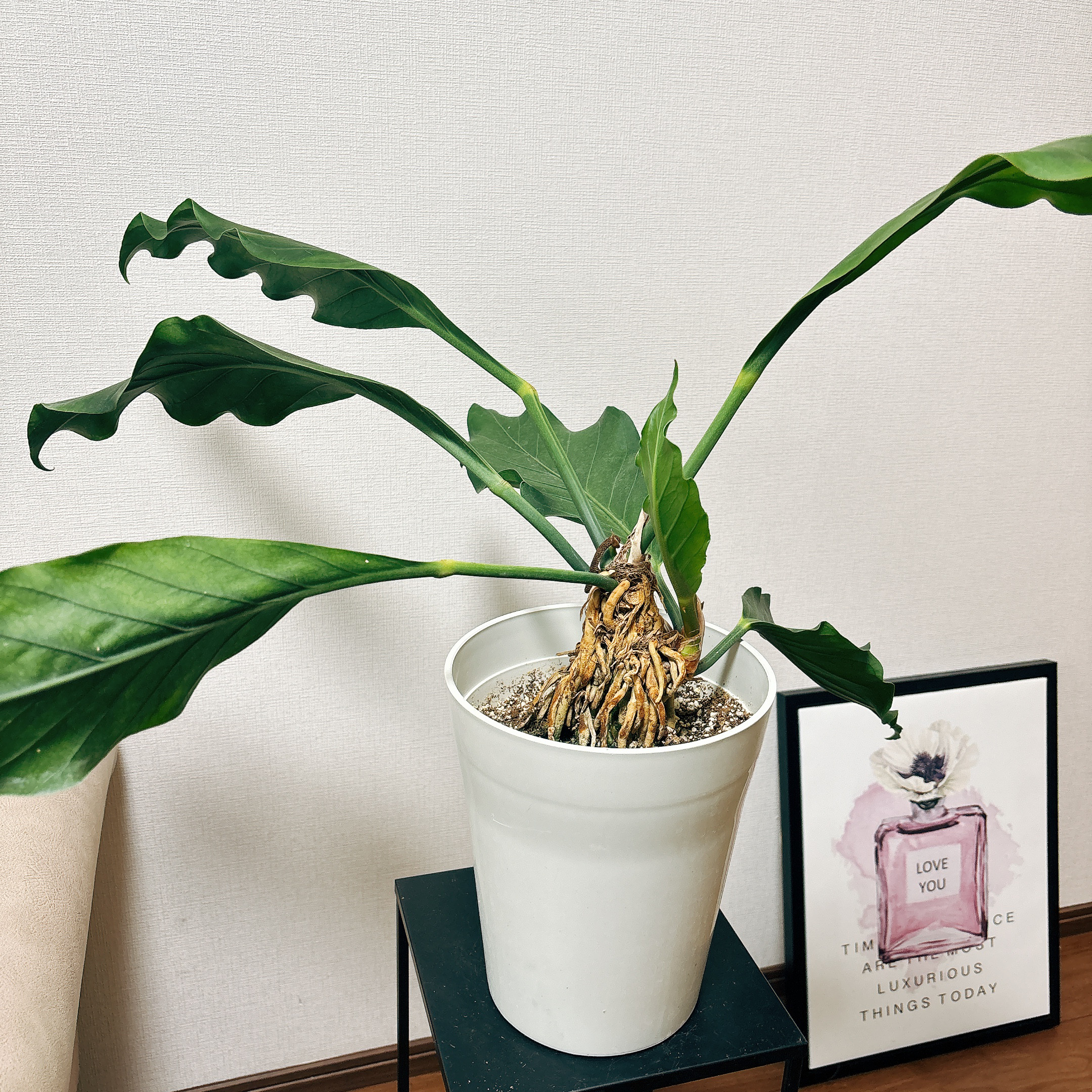 現品］【希少】アンスリウム フーケリー 観葉植物 レア 室内