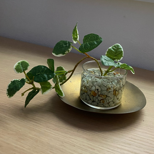 観葉植物部門｜当店人気 No.3】雫の葉｜本物そっくりの観葉植物風