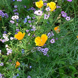 花菱草 黄色の種100粒 2枚目の画像