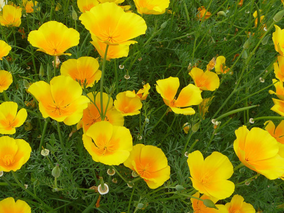 花菱草 黄色の種100粒 3枚目の画像