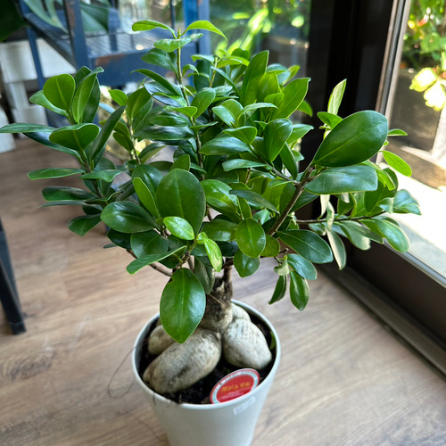 がじゅまる　No5 楽天市場】【お試し】 がじゅまる （幹太タイプ） 白色 4号