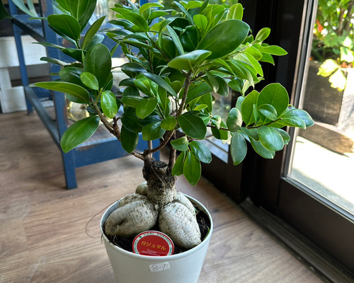 ガジュマル様