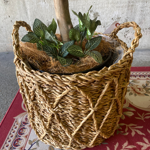 光触媒　人工観葉植物　ウォールグリーン　フェイクグリーン　オリーブtja 光触媒 人工観葉植物 ウォールグリーン フェイクグリーン オリーブtja