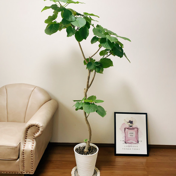 【幹太め♥】フィカス ウンベラータ ゴムの木 Amazon｜フィカス ウンベラータ ゴムの木 10号 大鉢 観葉植物