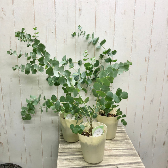 【メーカー直売】 ユーカリ 観葉植物 シネレア② フラワー・ガーデニング