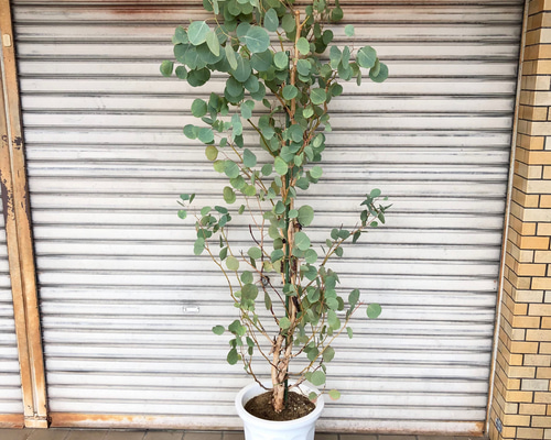 ⭐️ユーカリポポラス 20～35cm×10本（3セット）⭐️ ⭐️ユーカリポポラス 20～35cm×10本（3セット）⭐️ ユーカリ