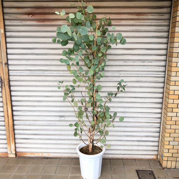 ユーカリ　ポポラス　/864 ユーカリ ポポラス /864