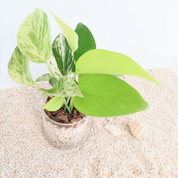 今季最終セール!!】 ポトス 3種寄植え ハイドロカルチャー 観葉植物