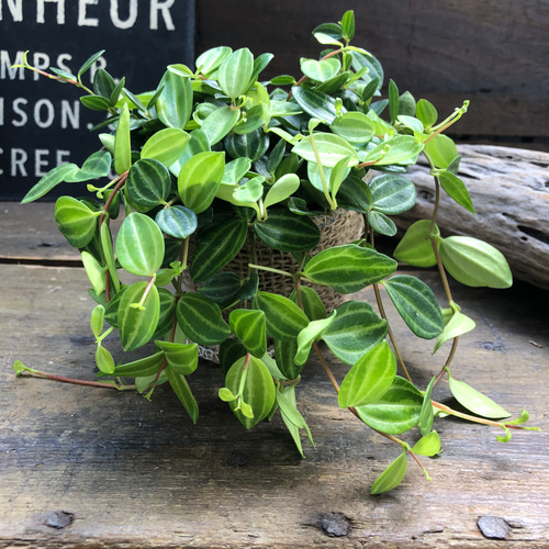 ぺぺロミア♡アングラータ♡A 【公式通販】