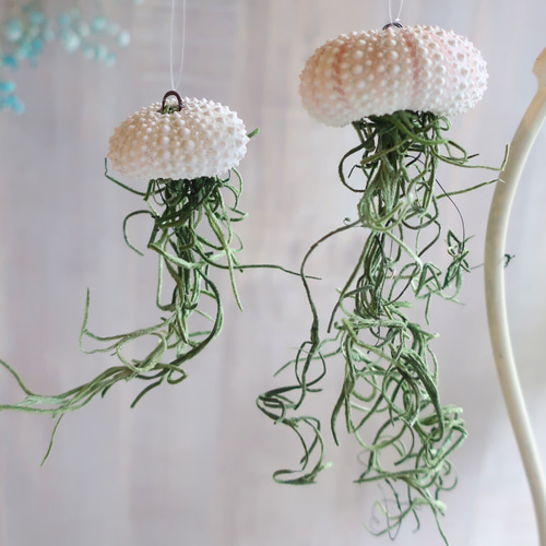 プランツ 親子クラゲ」ウニ貝殻＆プリザーブドのエアプランツ
