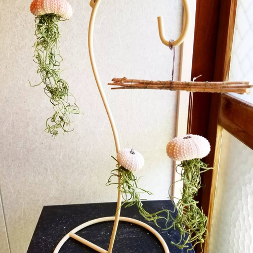 プランツ 親子クラゲ」ウニ貝殻＆プリザーブドのエアプランツ
