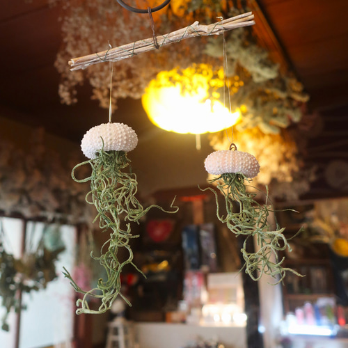 プランツ 親子クラゲ」ウニ貝殻＆プリザーブドのエアプランツ