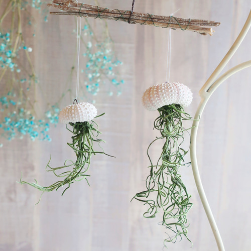 プランツ 親子クラゲ」ウニ貝殻＆プリザーブドのエアプランツ