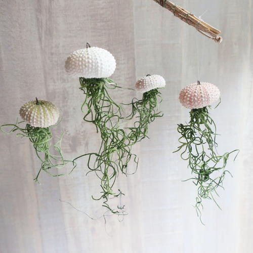 プランツ 親子クラゲ」ウニ貝殻＆プリザーブドのエアプランツ