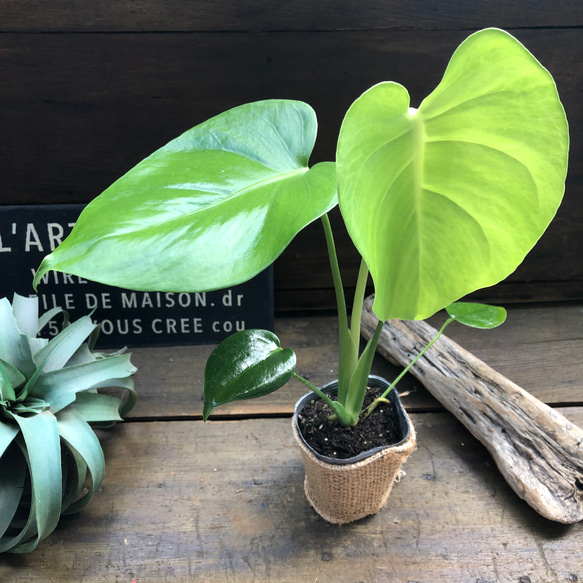 モンステラ♡希少♡3号♡立派な観葉植物♡ アートフラワー パリ