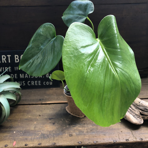 モンステラ 希少 実 大型 観葉植物 モンステラ 希少 実 大型