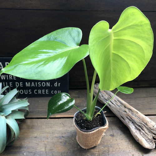 希少レア モンステラ スケルトン 観葉植物