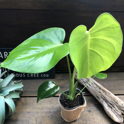 モンステラ♡希少♡３号♡立派な観葉植物♡ 10枚目の画像