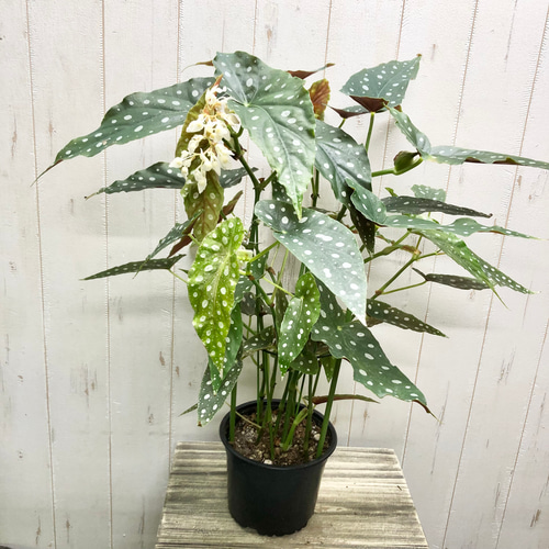 開花中 レア種 株立ち ベゴニア マクラータ その他インテリア雑貨