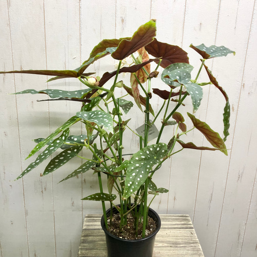 開花中 レア種 株立ち ベゴニア マクラータ その他インテリア雑貨