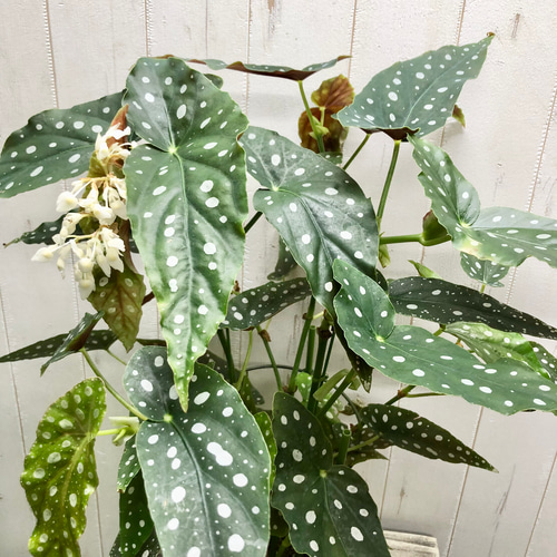 開花中 レア種 株立ち ベゴニア マクラータ その他インテリア雑貨