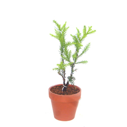 屋久島杉 ヤクシマスギ やくしますぎ ミニ盆栽 小品盆栽 送料無料 盆栽