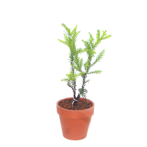 屋久島杉 ヤクシマスギ やくしますぎ ミニ盆栽 小品盆栽 送料無料 盆栽