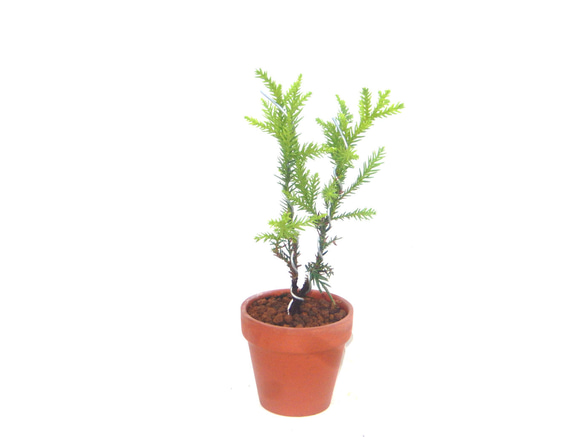 屋久島杉 ヤクシマスギ やくしますぎ ミニ盆栽 小品盆栽 送料無料 盆栽