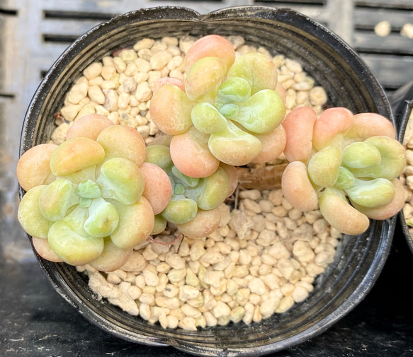 と*ん様 群生 ロココ W56×18鉢 抜き苗 多肉植物 エケベリア サボテン