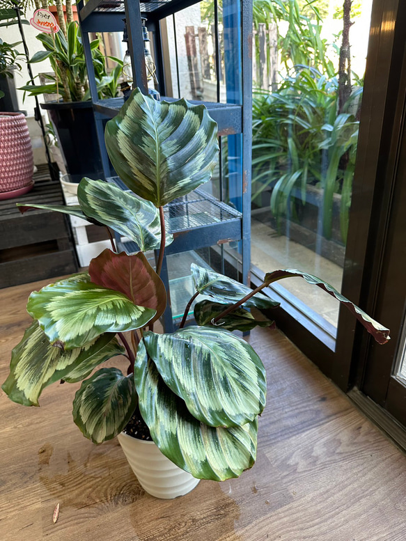 観葉植物】カラテア メダリオン V2 6号 8-3 送料無料 その他インテリア