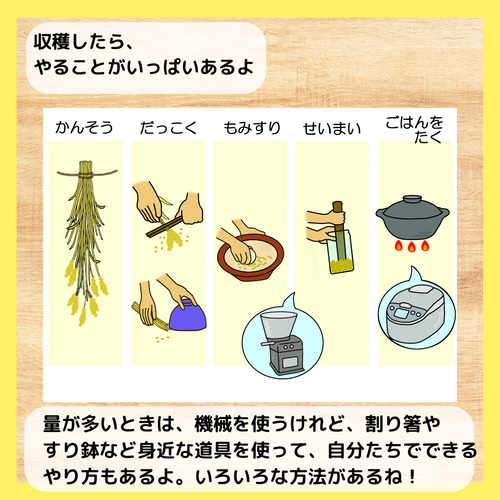 お米ができるまで 食育 バケツ稲 イネ 田んぼ 保育教材 おもちゃ・人形 