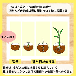 お米ができるまで　食育　バケツ稲　イネ　田んぼ　保育教材 3枚目の画像