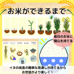 お米ができるまで　食育　バケツ稲　イネ　田んぼ　保育教材 1枚目の画像