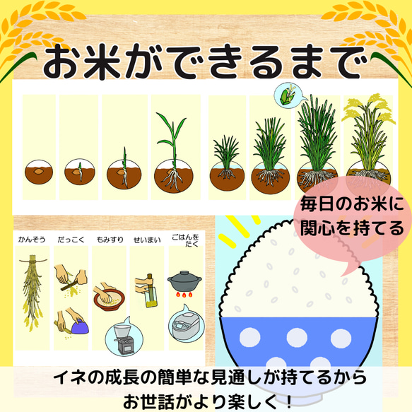 お米ができるまで 食育 バケツ稲 イネ 田んぼ 保育教材 おもちゃ・人形