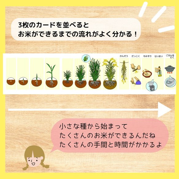 お米ができるまで　食育　バケツ稲　イネ　田んぼ　保育教材 6枚目の画像