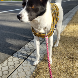 中型・大型犬タンクトップ　鳥と花 5枚目の画像